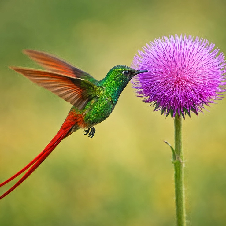 About Birds And Me