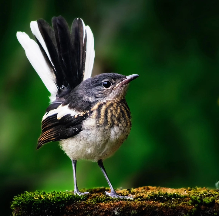 Birds of the world - BirdsAndMe
